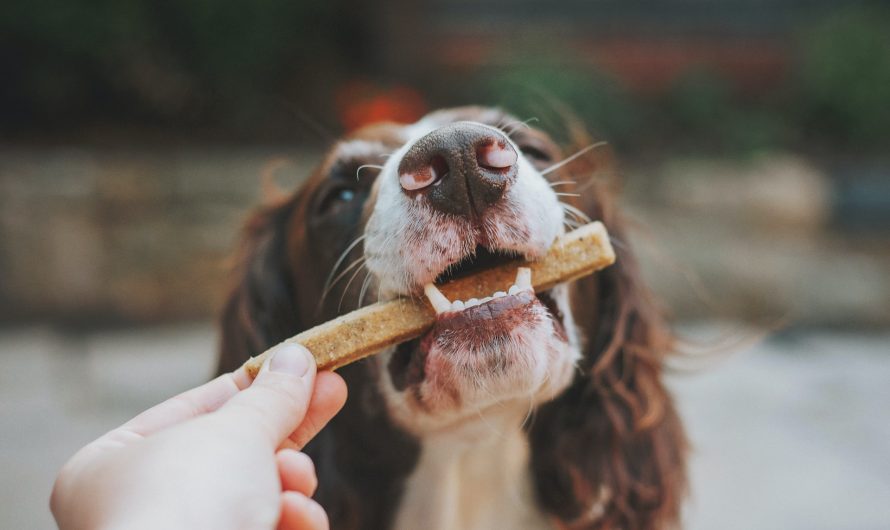 Comment les croquettes vétérinaires pour chien favorisent une bonne santé dentaire ?