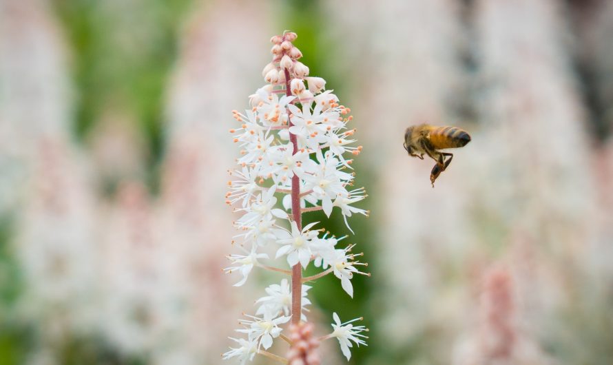 Le rôle méconnu des abeilles dans la pollinisation de nos aliments